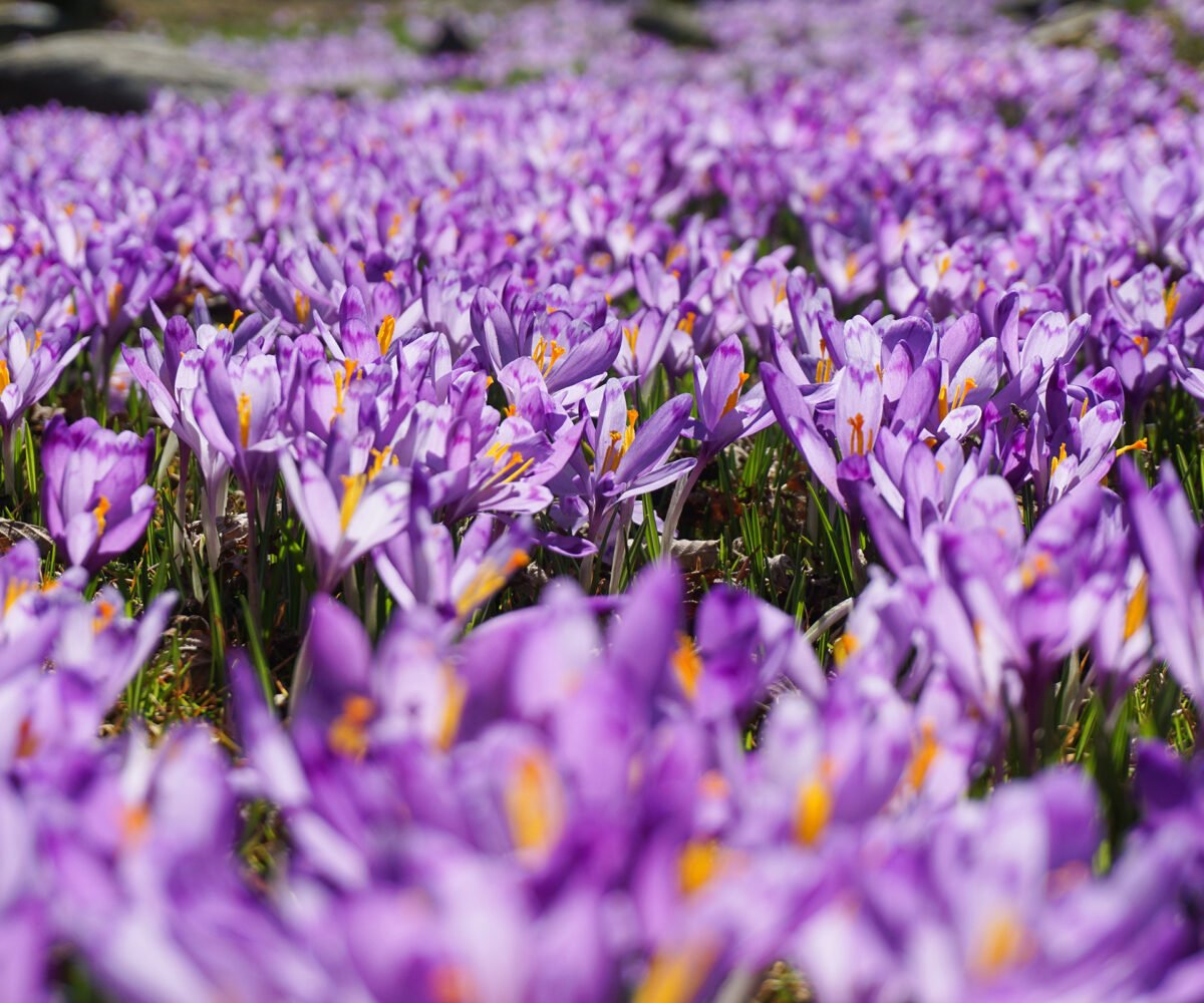 Giv en gave smukkere end blomster – Auranta er den perfekte erstatning – Image 3